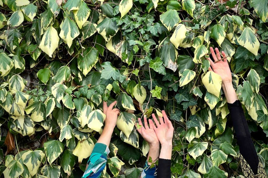 Auf dem ganzen BIld sind grüne Bätter zu sehen, die an einer Wand wachsen. Aus dem untere Bild Rand strecken sich vier Hände nach oben.